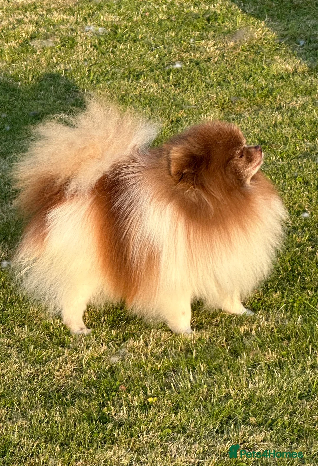 Pomeranian dogs for stud: Short and compact chocolate party colour boy in Lanark - Advert 9