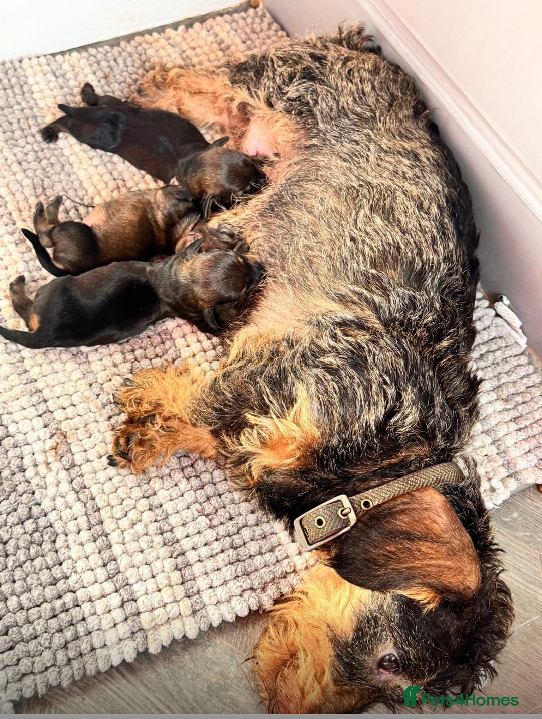 Dachshund dogs for sale: Mininature wirehaired dachshund  - Image 2