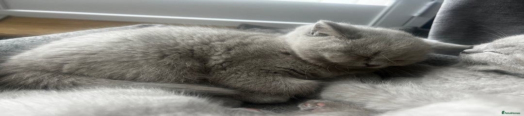 British Shorthair Kitten 3