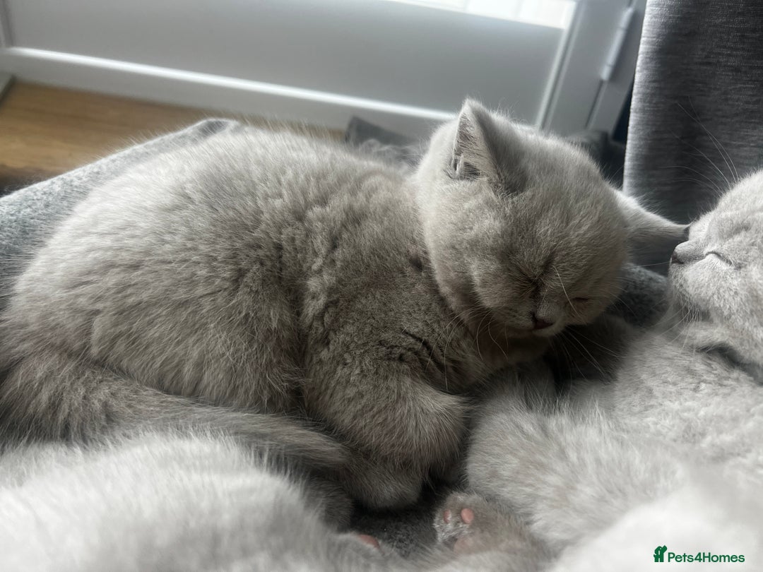 British Shorthair cats for sale: Beautiful Lilac British short haired kittens  in Glasgow - Image 29