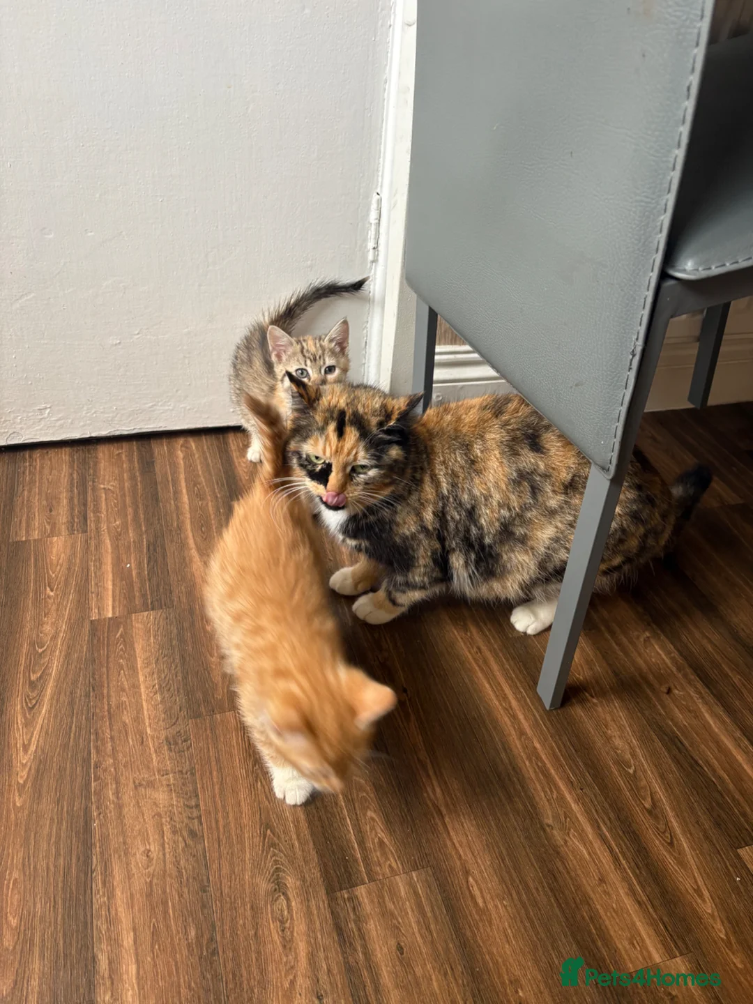 Mixed Breed cats for sale: 4 kittens available to leave.  in Sheffield - Advert 1