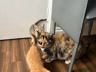 Mixed Breed cats 4 kittens available to leave. - Advert 1