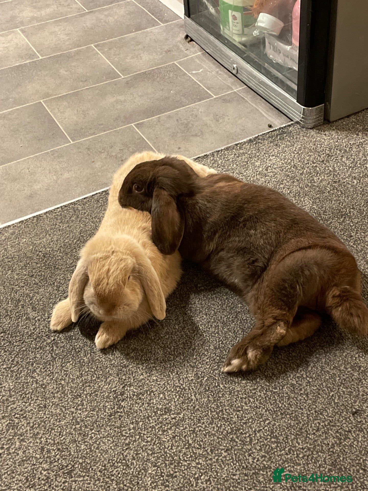 Mini Lop rabbits Miffy and Wally  - Advert 4