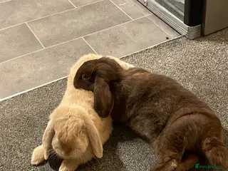 Mini Lop rabbits Miffy and Wally - Advert 2