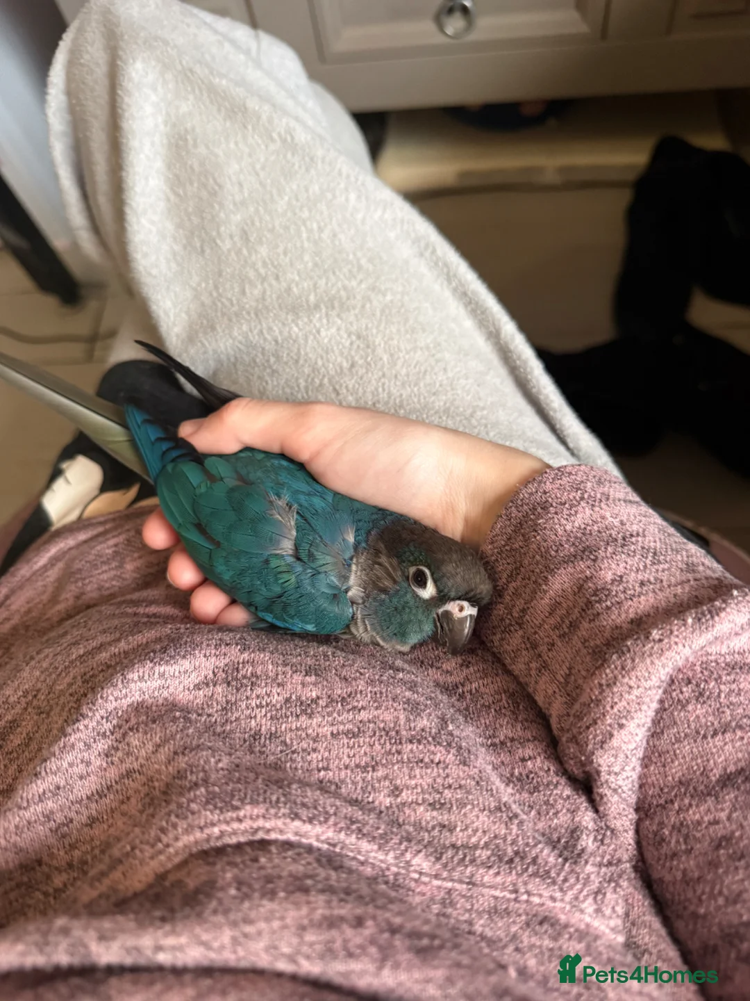 Conures birds for sale: Sweetest handtame baby male conure  - Advert 5