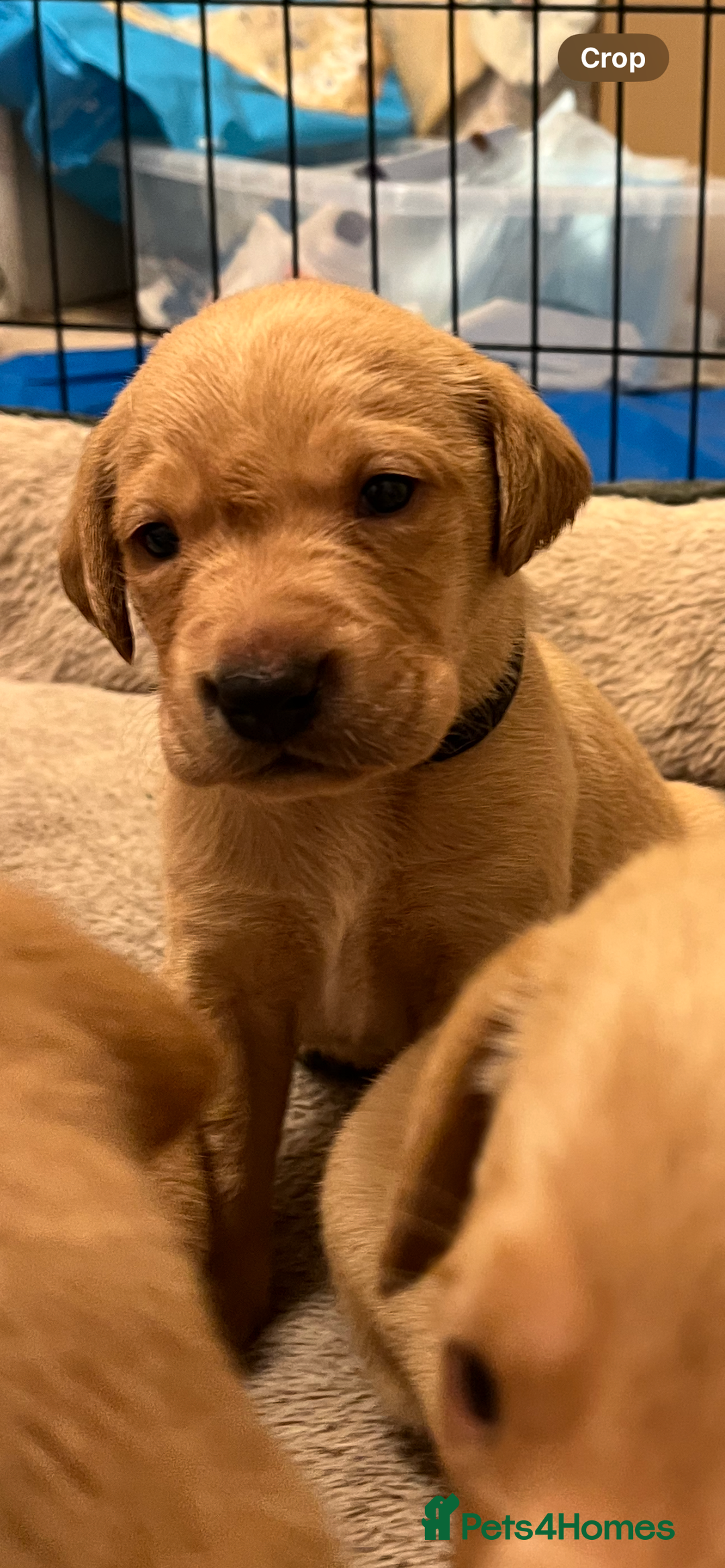 Labrador Retriever dogs for sale: KC Registered Fox Red and Yellow Labrador Puppies  - Advert 9