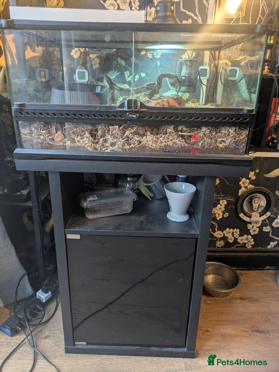 Corn Snake reptiles for sale: Corn snake  - Advert 3