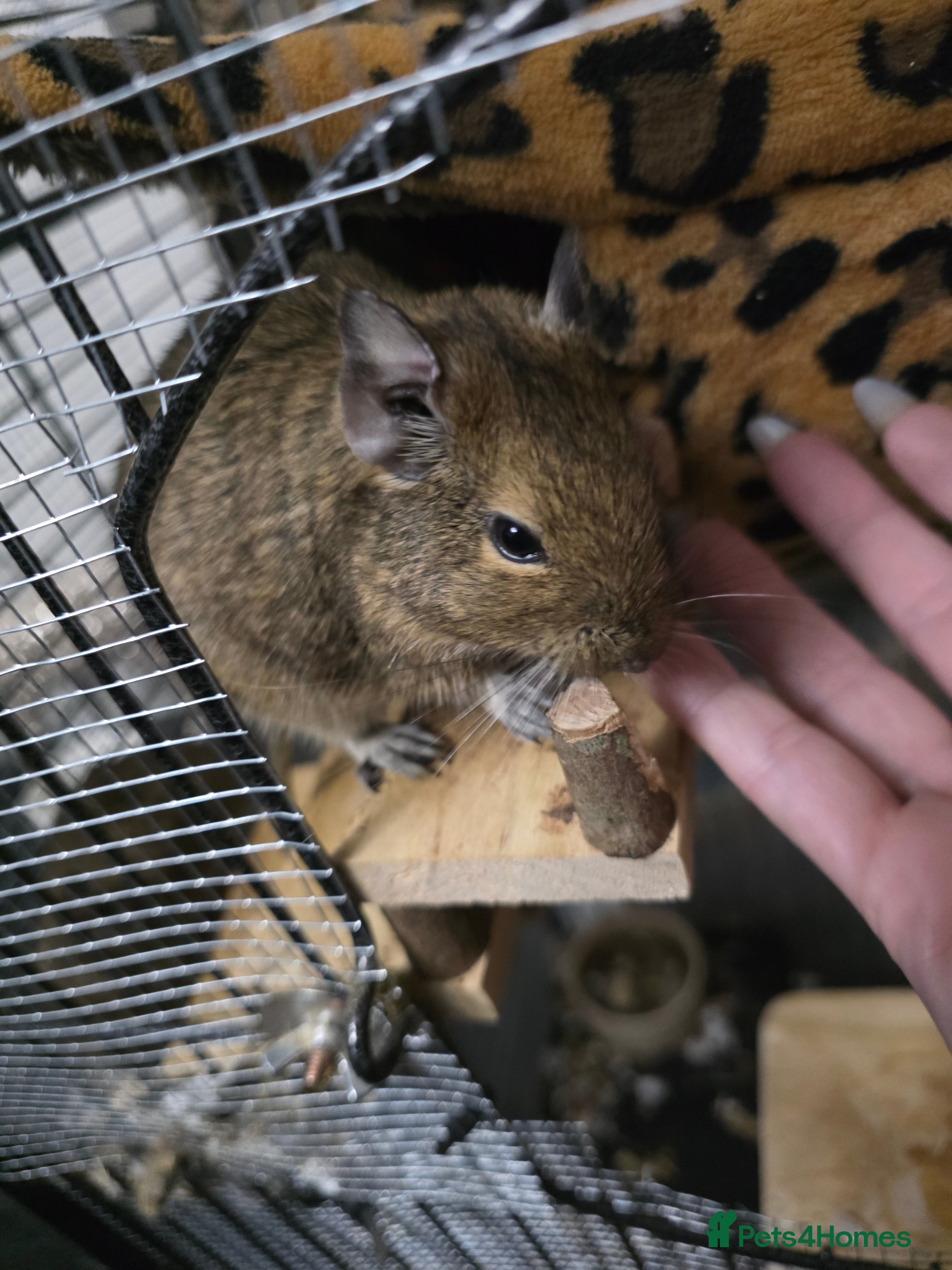 Degus rodents 3 Degus and cage looking for forever home  - Advert 1