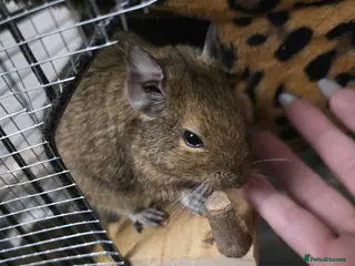 Degus rodents 3 Degus and cage looking for forever home - Advert 1