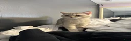 British Shorthair cats for sale: British Shorthair & longhair Chinchilla available  - Advert 7