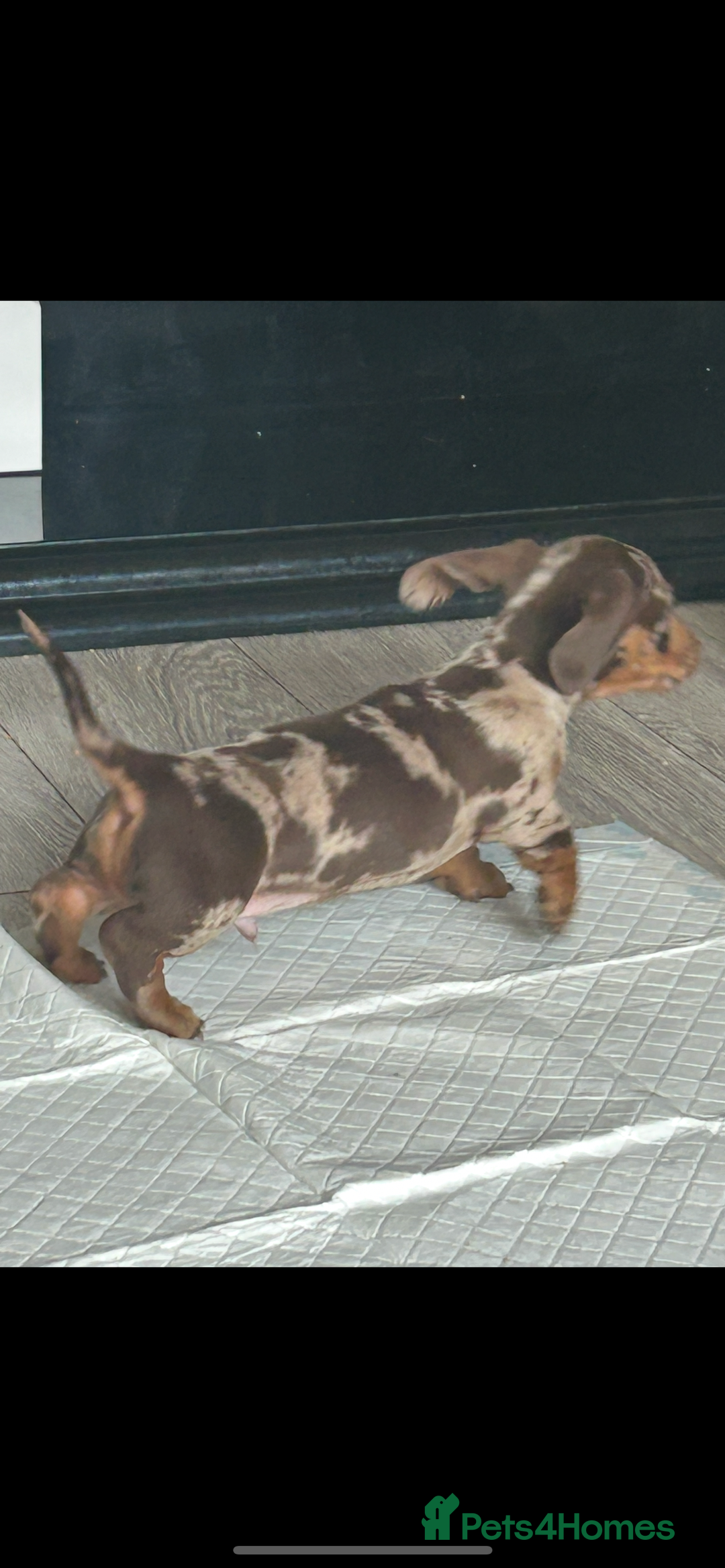 Dachshund dogs for sale: Dachshund puppies  - Image 9