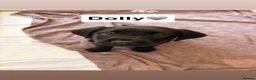 Labrador Retriever dogs for sale: Gorgeous Labrador Puppies – Ready Now 🐾 - Advert 30