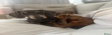 Miniature Dachshund 2