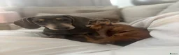 Miniature Dachshund dogs for sale: Miniature Dachshund puppies - Advert 3