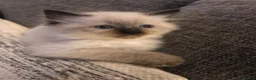 Ragdoll cats for sale: Beautiful ragdoll kitties  - Advert 6