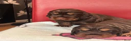Cocker Spaniel dogs for sale: **Stunning CHOCLATE TAN Show Cocker pups** in Oldbury - Advert 10