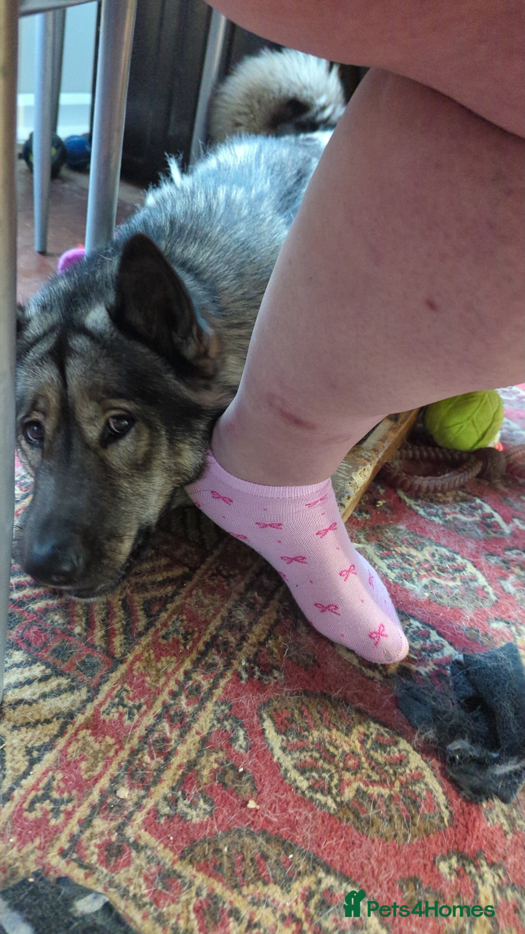 Mixed Breed dogs for sale: Loveable Friendly dog - Advert 2