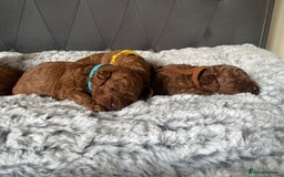 Toy Poodle dogs for sale: Toy poodle puppies - Advert 9