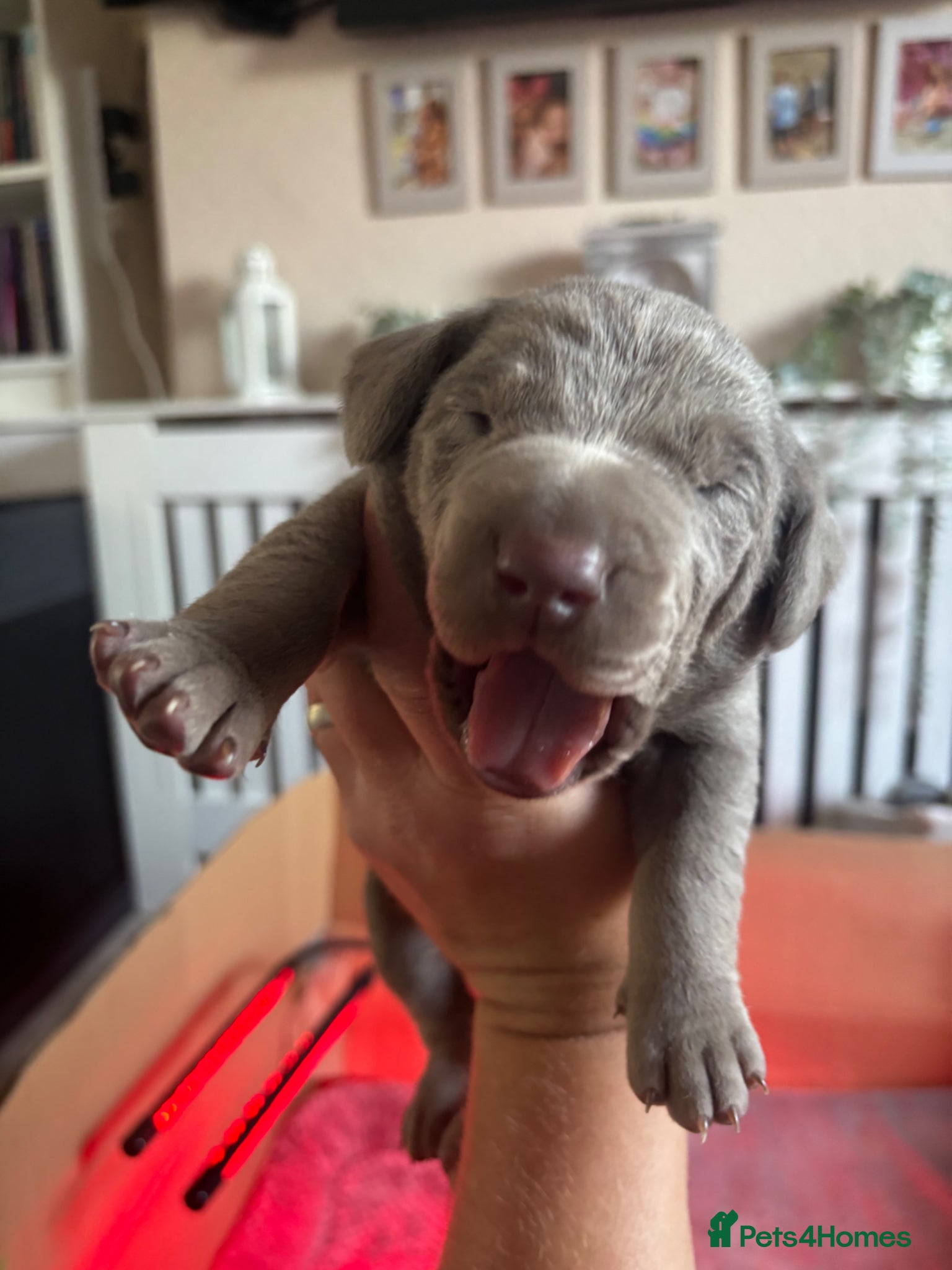 Mixed Breed dogs WEIMARMAN CHAMPION BLOODLINE PUPS - Advert 8