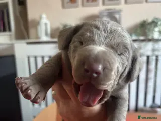 Mixed Breed dogs WEIMARMAN CHAMPION BLOODLINE PUPS - Advert 8