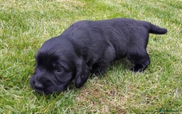 Cocker Spaniel dogs for sale: KC registered working cocker spaniel puppies. - Image 11