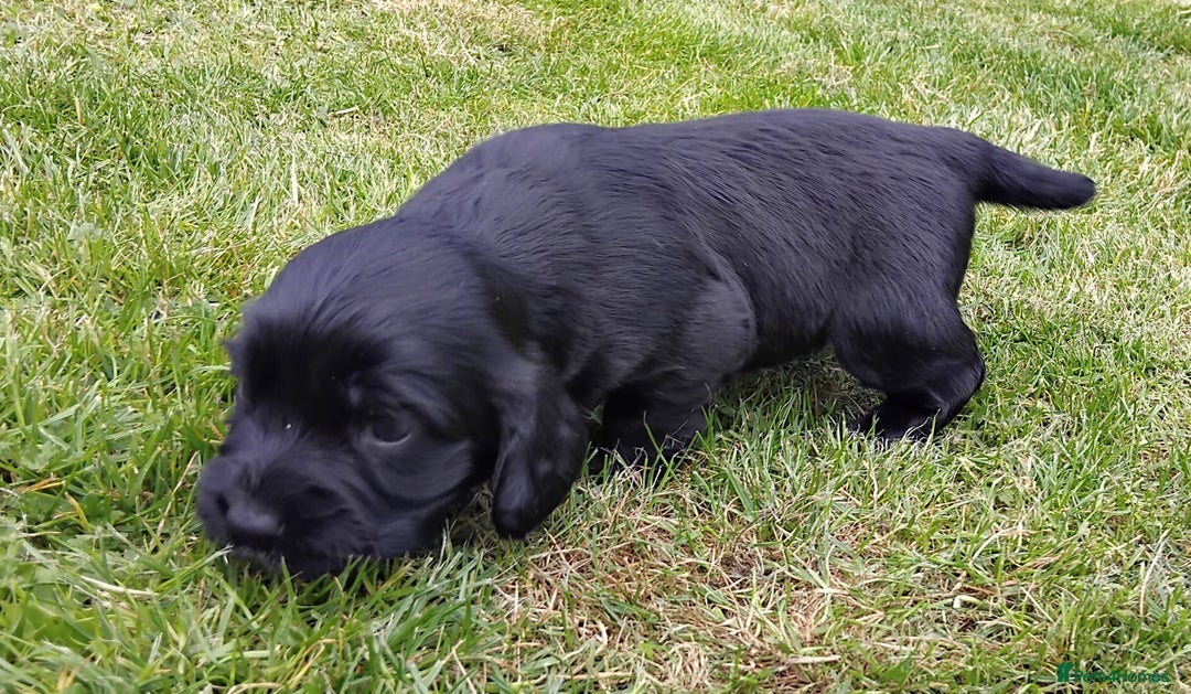 Cocker Spaniel dogs for sale: KC registered working cocker spaniel puppies. - Image 11