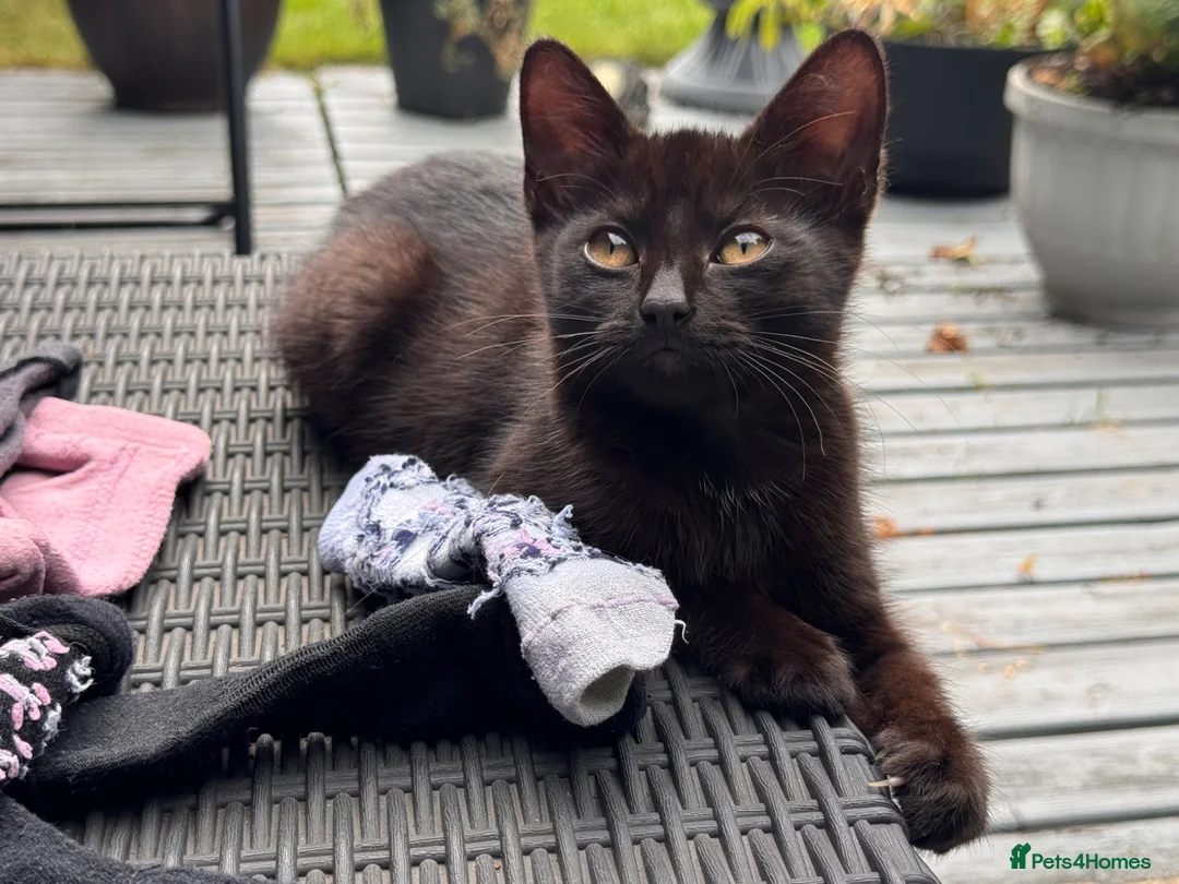 Mixed Breed cats for sale: Stunning Sheba female kitten - Advert 1