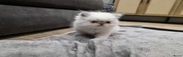 Persian cats for sale: Beautiful pure breed Persian kittens  - Advert 14