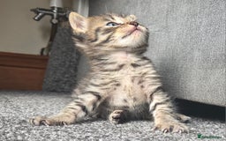British Longhair cats for sale: Long haired kittens looking for 5* homes - Image 8