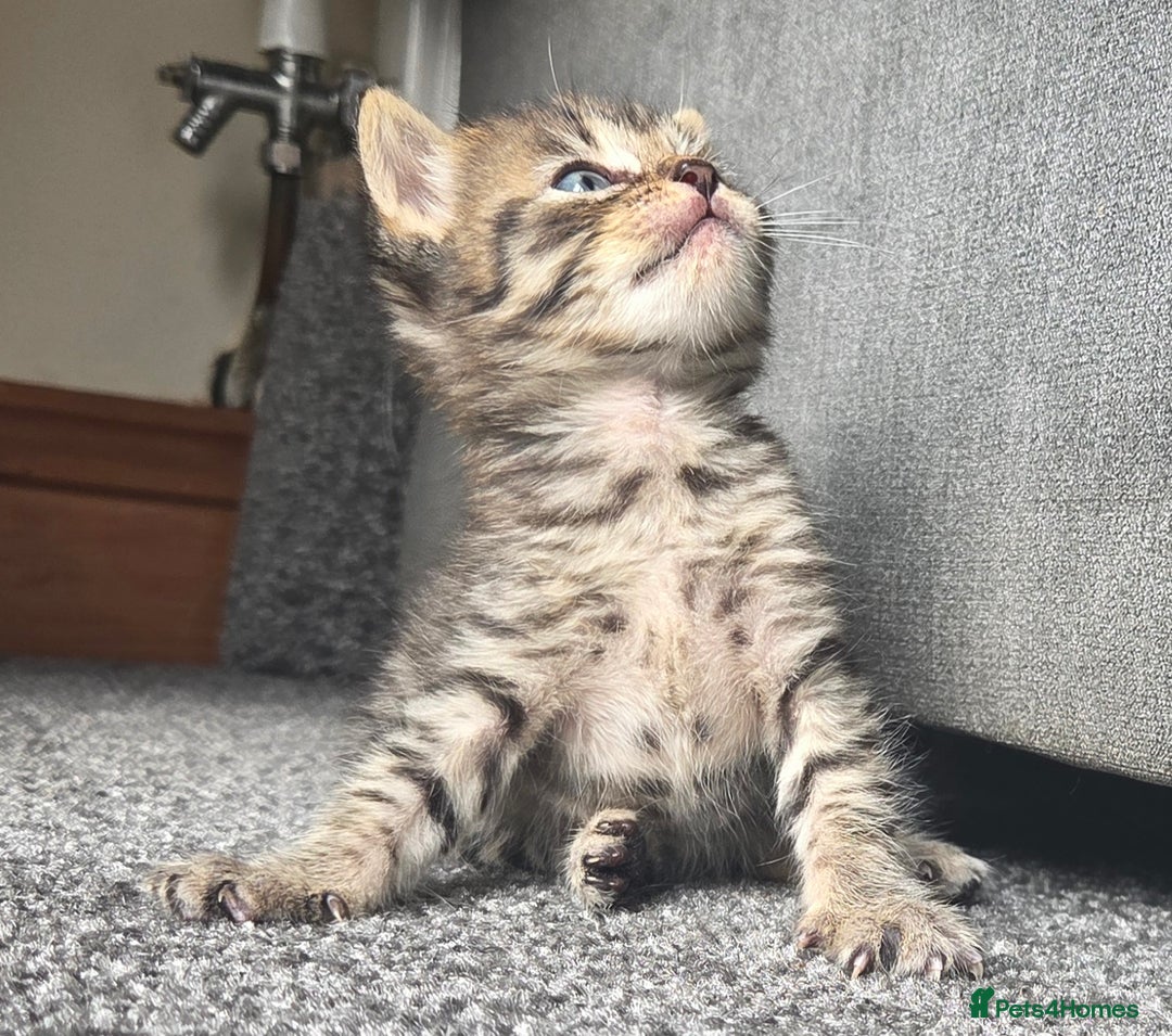 British Longhair cats for sale: Long haired kittens looking for 5* homes - Image 8