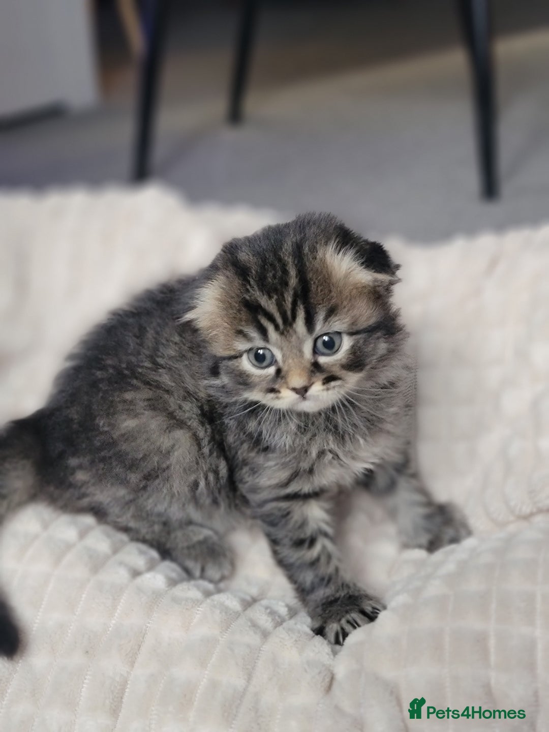 Scottish Fold cats for sale: Scottish fold - Advert 22