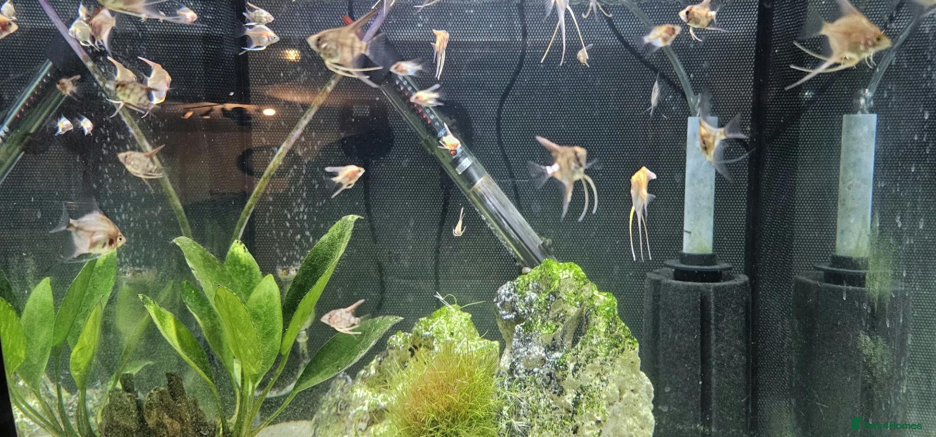 Angelfish fish Redy to go  - Advert 1