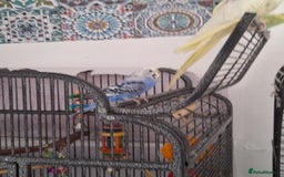 Parrots birds for sale: 4 sweet parrots - not sold separately. - Image 12