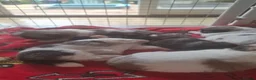 Pekingese dogs for sale: Rare Coloured Pekingese Puppies – Exceptional 🐾🐾 - Advert 23