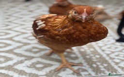 Chickens poultry for sale: 10 Female chickens for sale - Image 2
