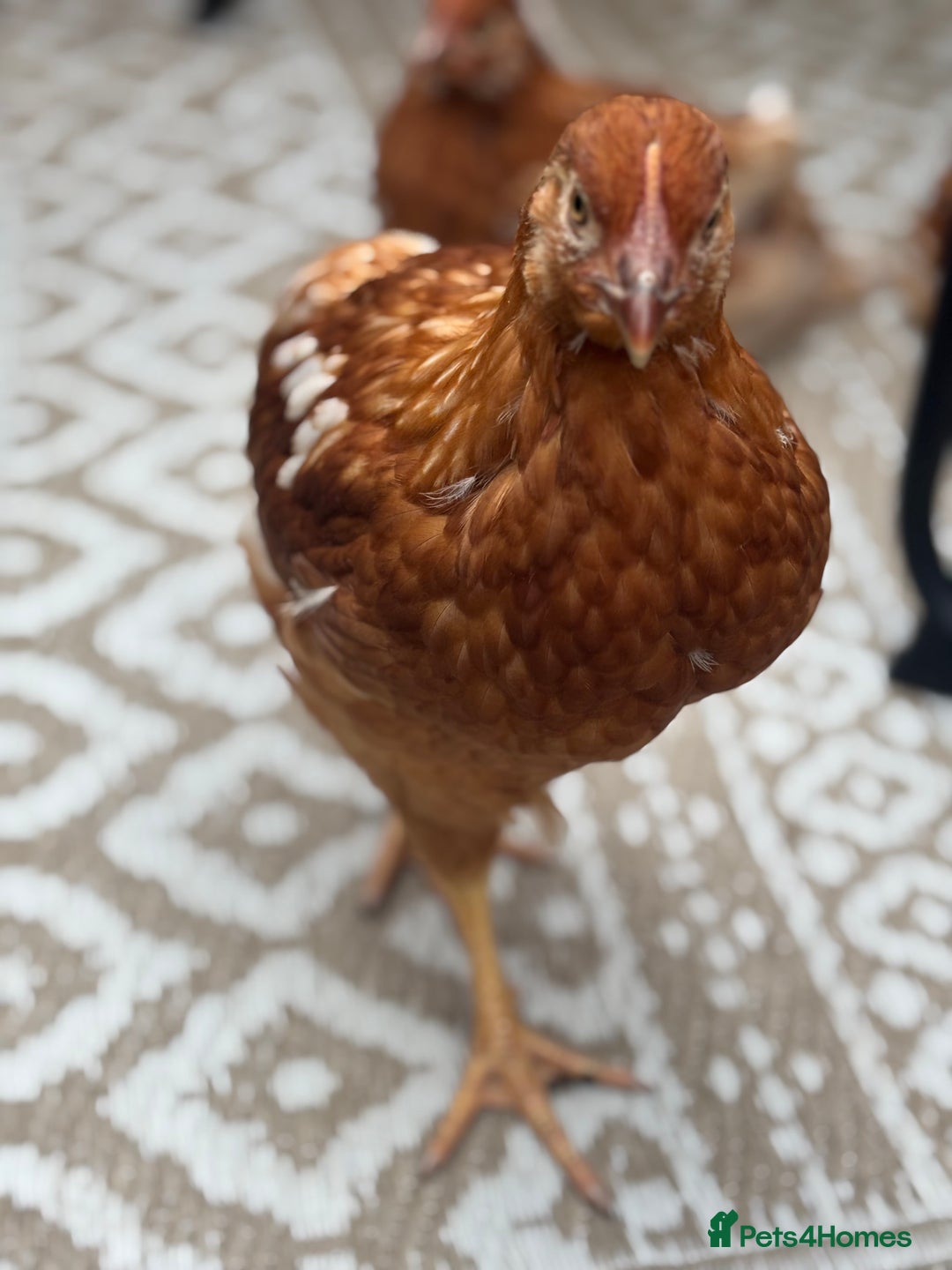 Chickens poultry for sale: 10 Female chickens for sale - Image 2