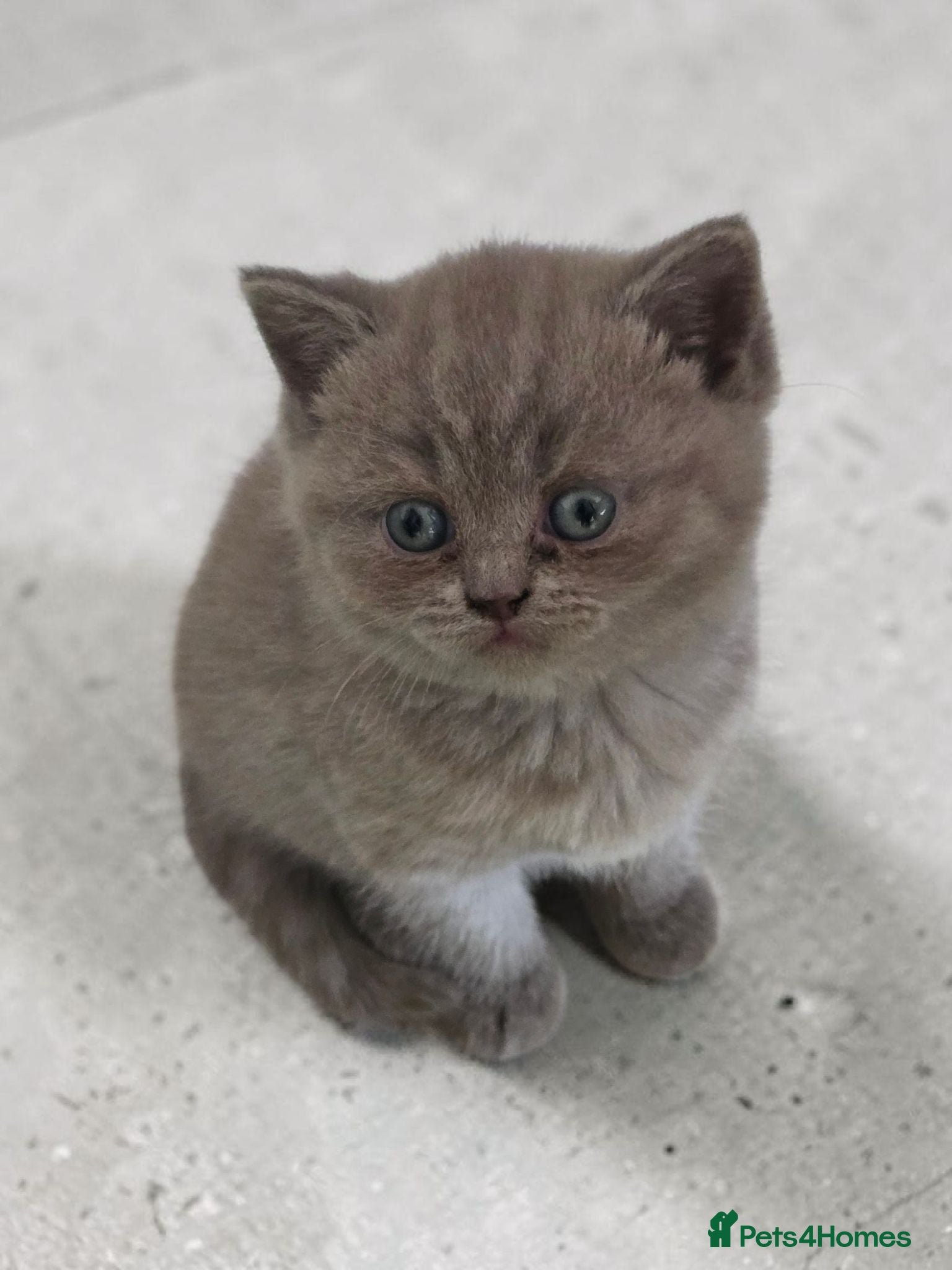 British Shorthair cats Absolutely beautiful kittens looking forever homes - Advert 15