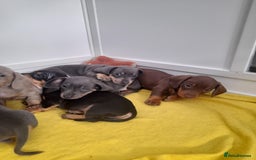 Miniature Dachshund dogs for sale: 4 x miniature dachshund pups left - Image 13