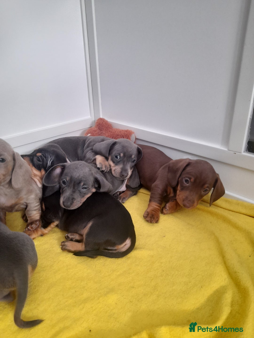 Miniature Dachshund dogs for sale: 4 x miniature dachshund pups left - Image 13