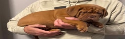 Dogue De Bordeaux dogs for sale: Ready to go last Outstanding Chunky KC DDB Puppy - Advert 14