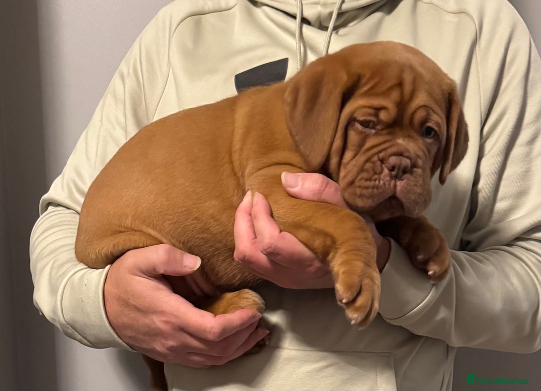 Dogue De Bordeaux dogs for sale: Ready to go last Outstanding Chunky KC DDB Puppy - Advert 14
