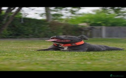 Staffordshire Bull Terrier dogs for sale: Outstanding KC blue gene carriers - Image 9