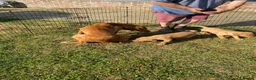Labrador Retriever dogs for sale: Labrador puppies for sale - Advert 8
