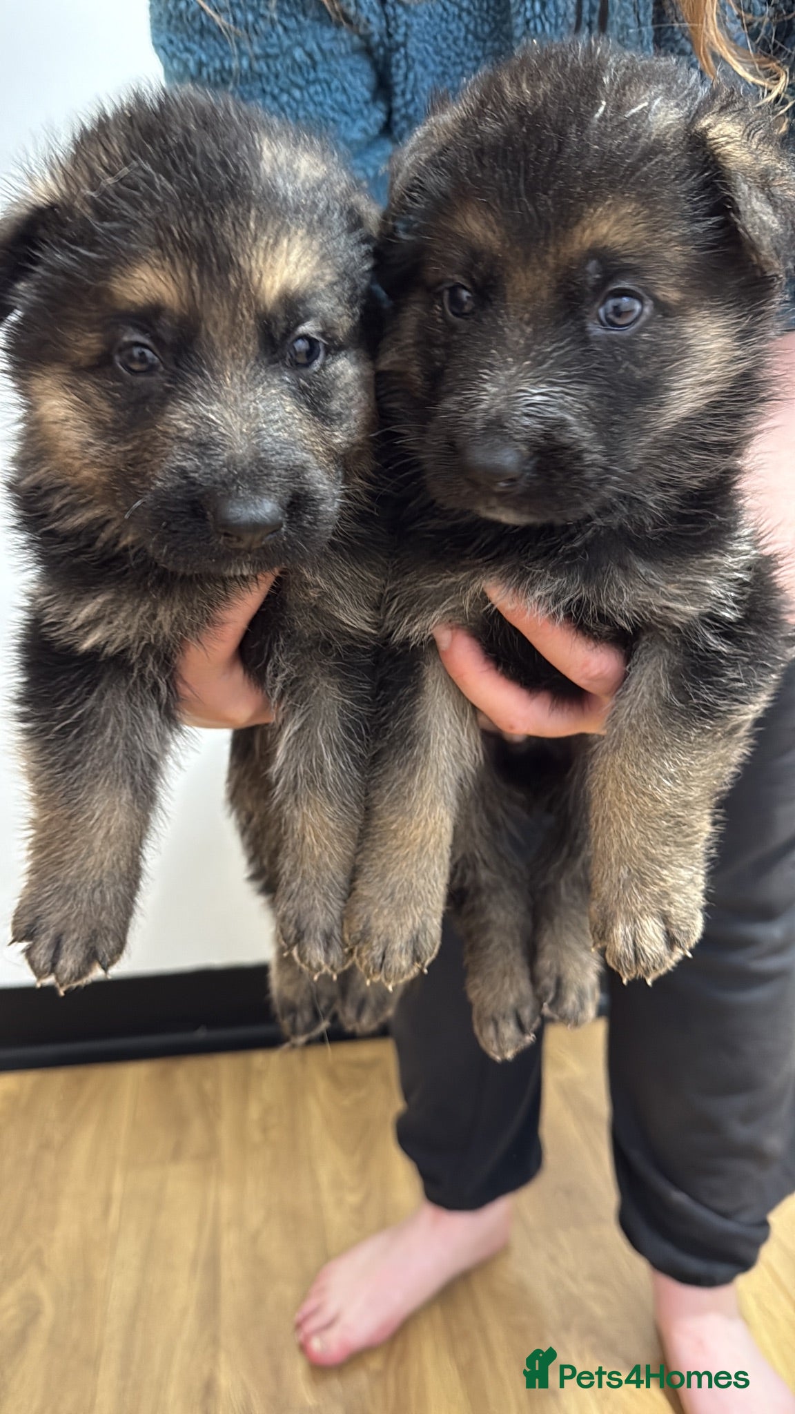 German Shepherd dogs Kcreg GSD pups solid black and black and tan  - Advert 1