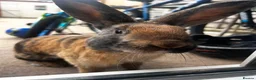Rex rabbits for sale: 2 brother Rex bunnies  in Christchurch - Advert 3