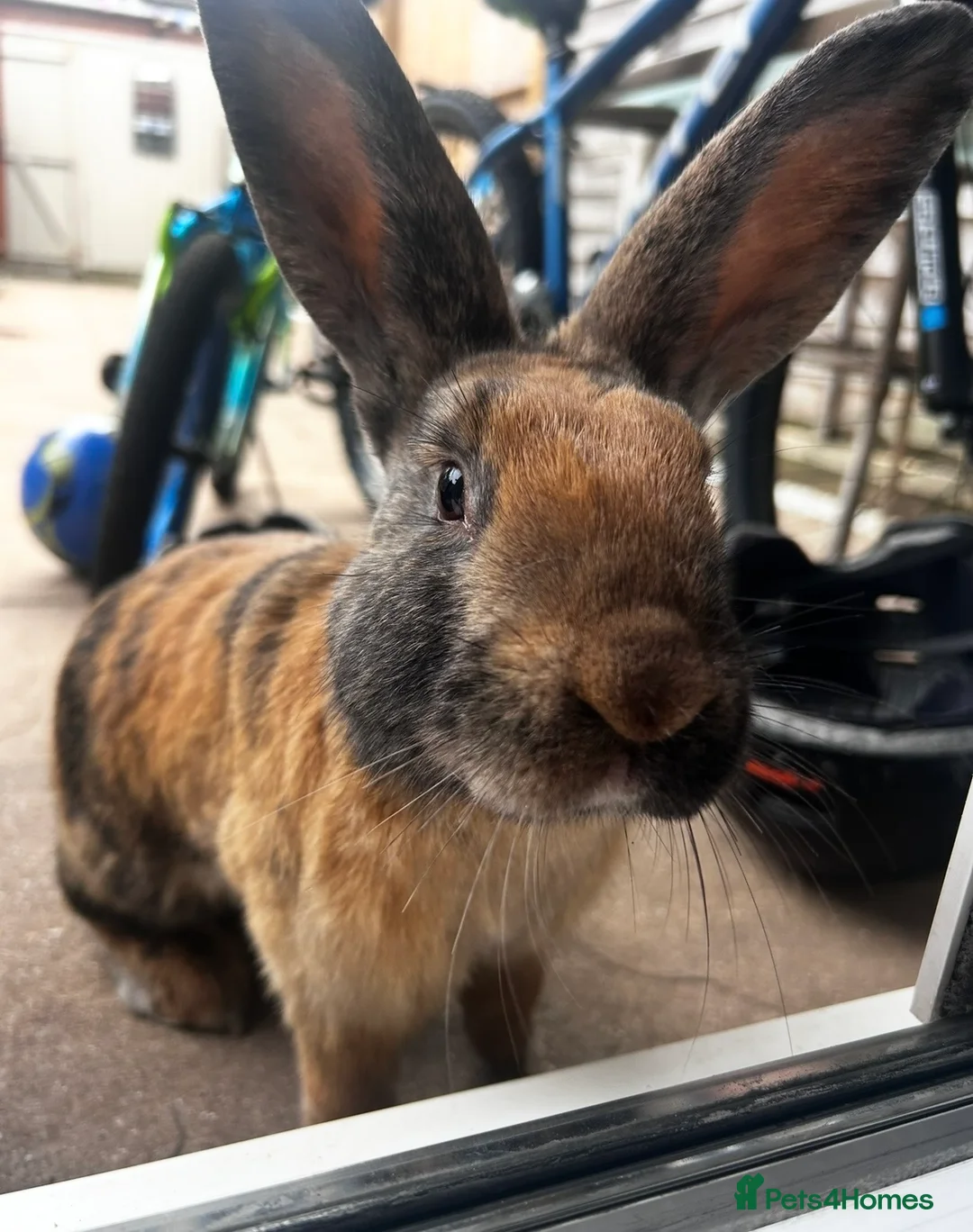 Rex rabbits for sale: 2 brother Rex bunnies  in Christchurch - Advert 3