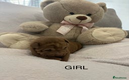 Shar Pei dogs for sale: 🔥 BEAUTIFUL SHARPEI PUPS 🔥  - Image 12