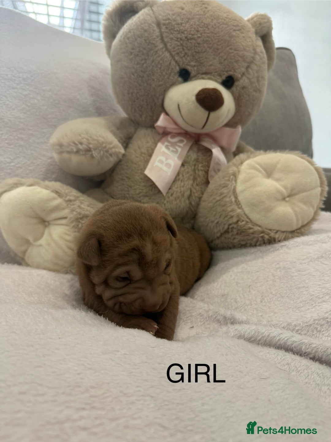 Shar Pei dogs for sale: 🔥 BEAUTIFUL SHARPEI PUPS 🔥  - Image 12