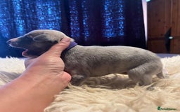 Whippet dogs for sale: Beautiful whippet whippet pups 🥰 - Image 10