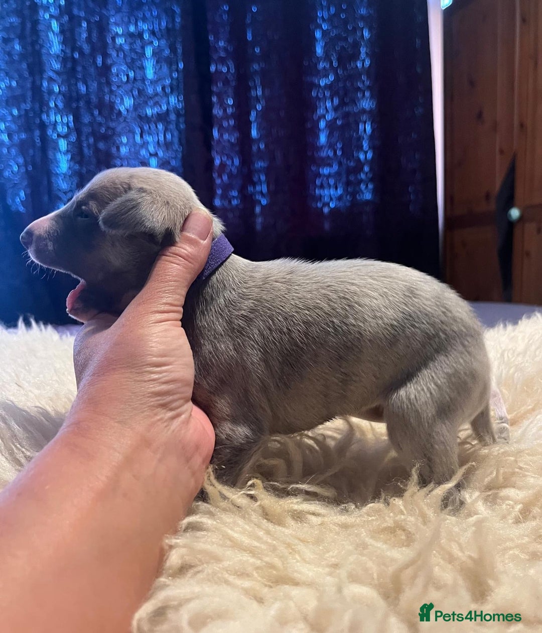 Whippet dogs for sale: Beautiful whippet whippet pups 🥰 - Image 10